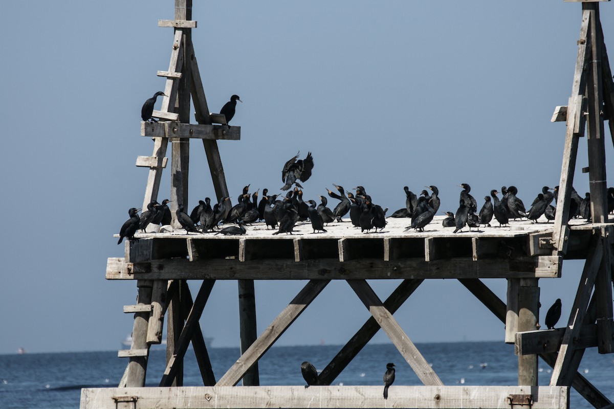 Cape Cormorant - ML637193234