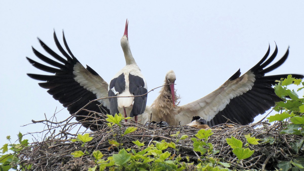 White Stork - ML637193244