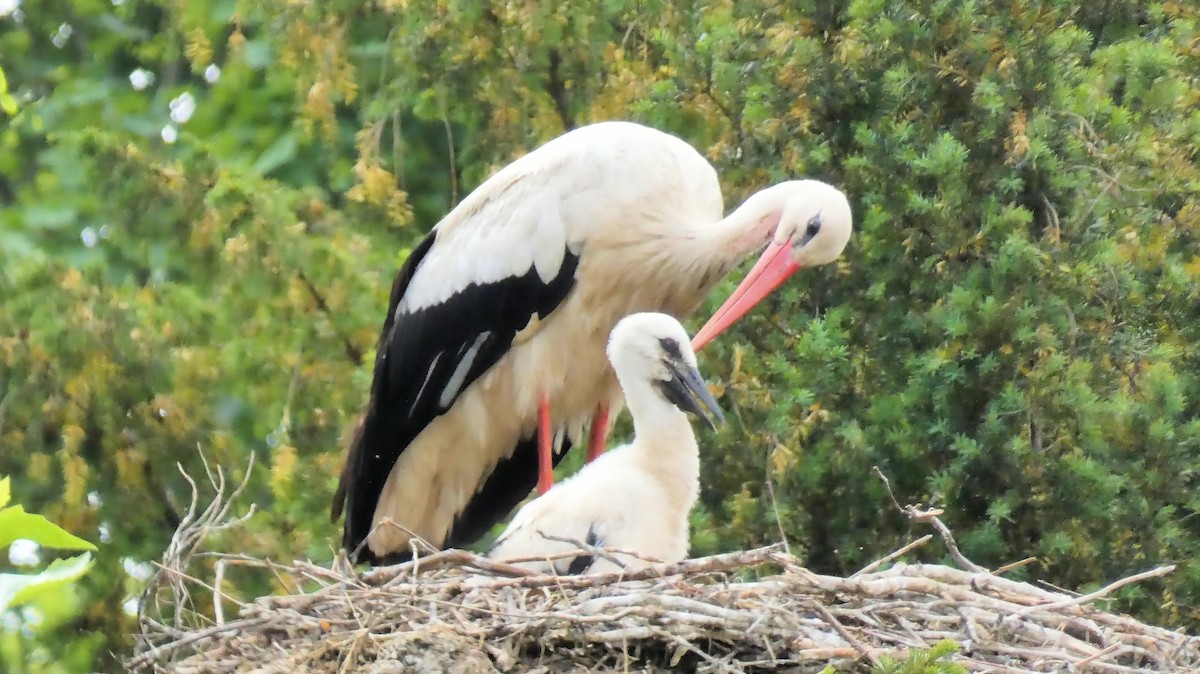 White Stork - ML637193250