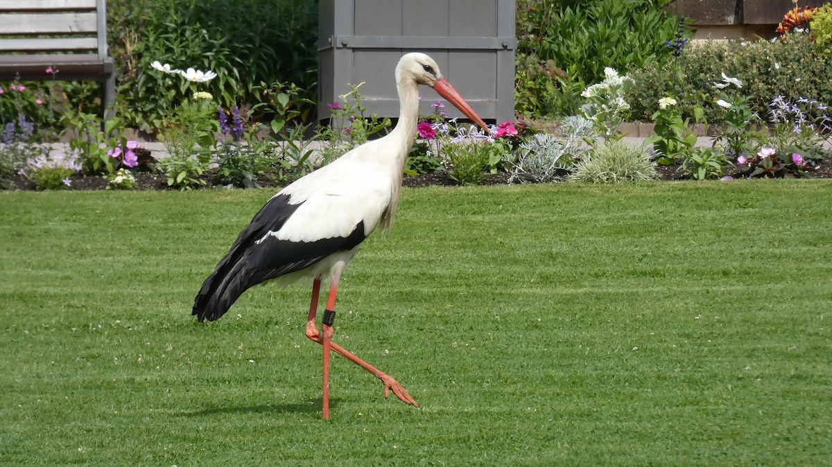 White Stork - ML637193257
