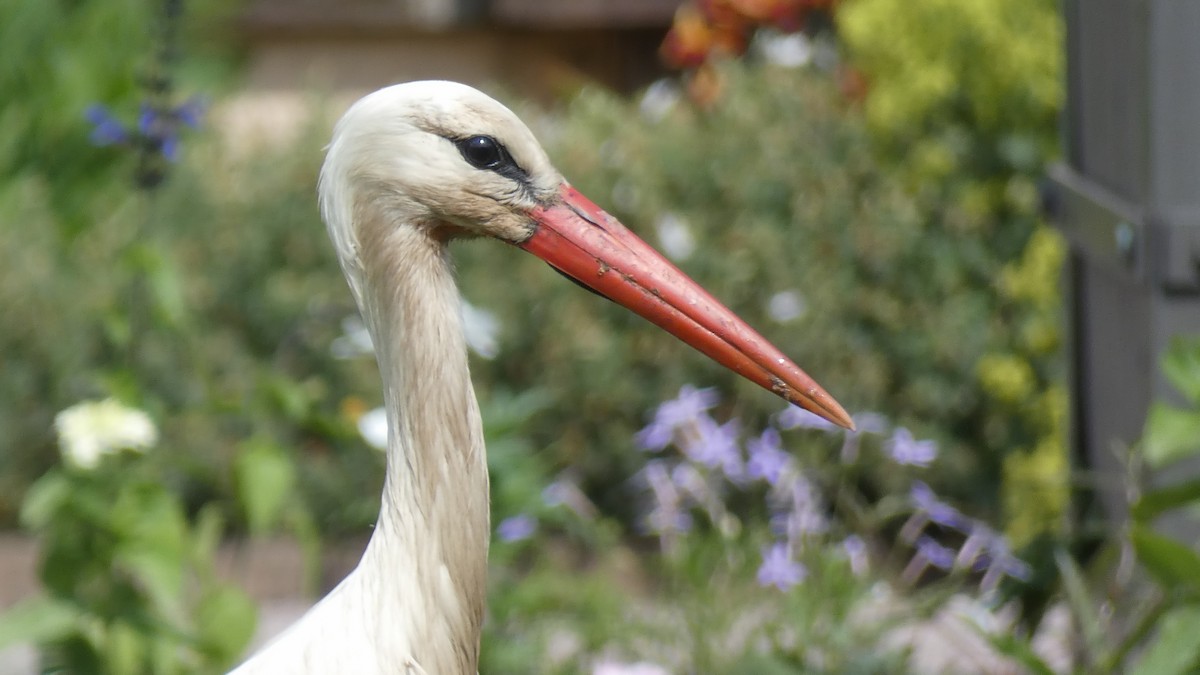 White Stork - ML637193258