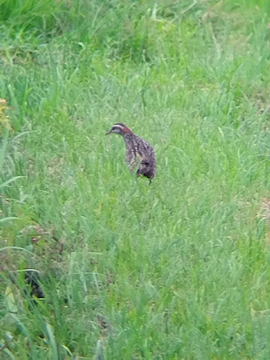 båndrikse - ML637193273