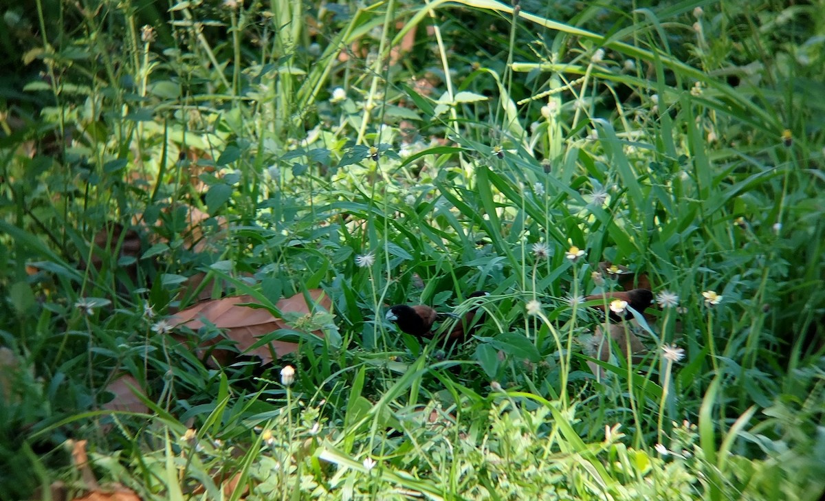 kastanjenonne - ML637193340