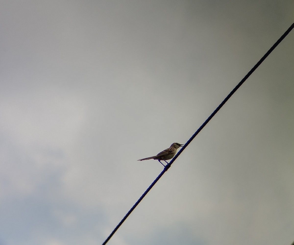 vippestjertsanger - ML637193346