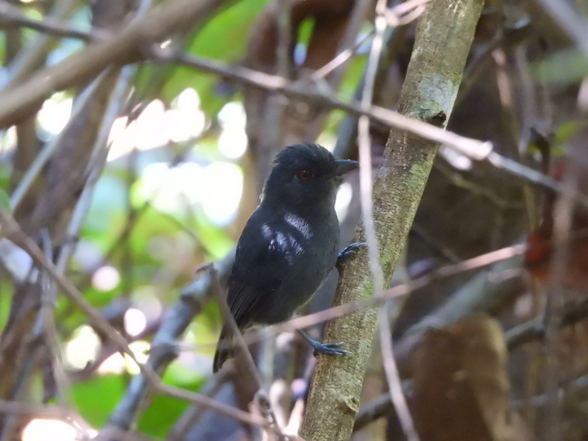 Plain-winged Antshrike - ML637193513