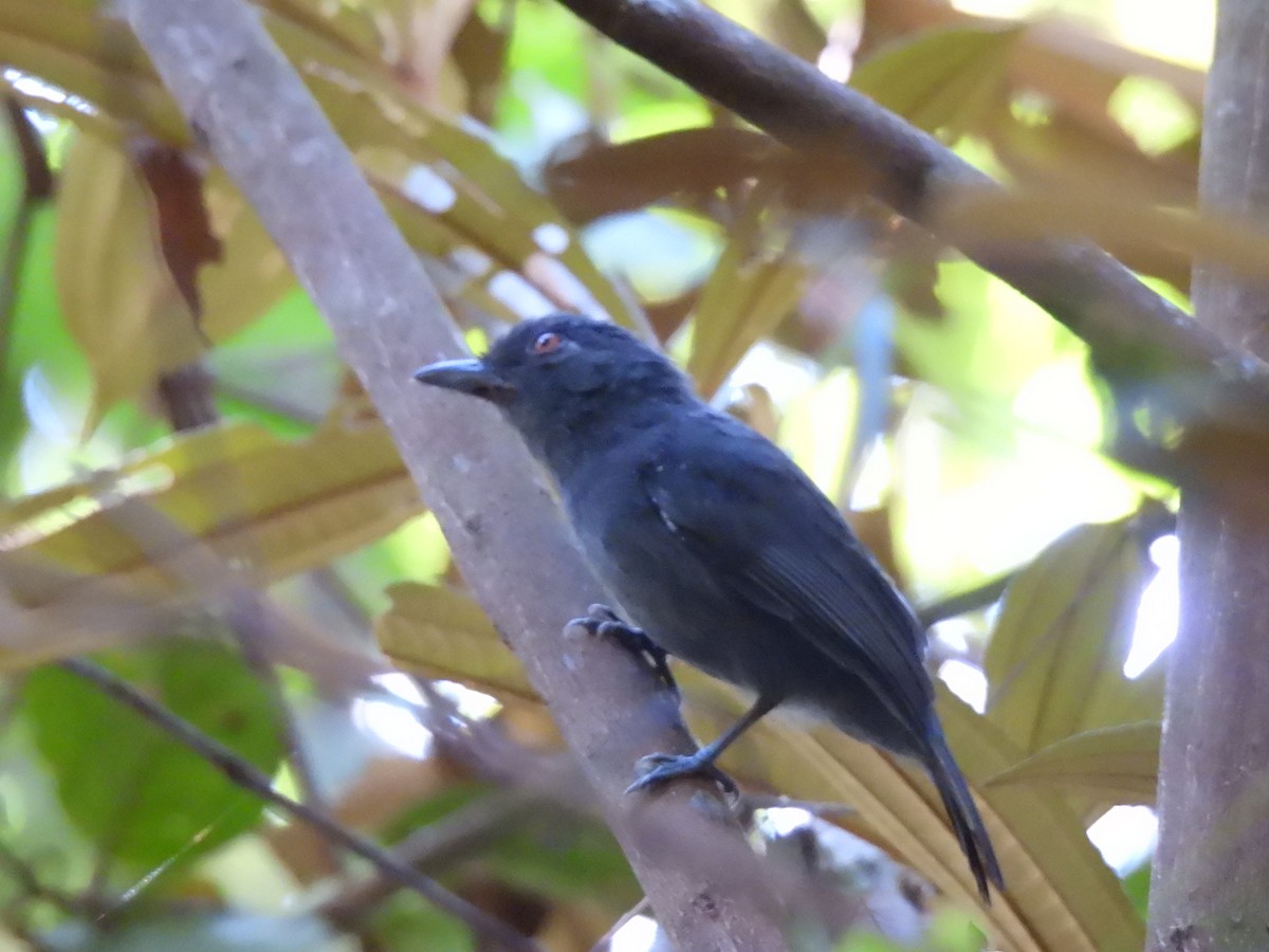 Plain-winged Antshrike - ML637193514