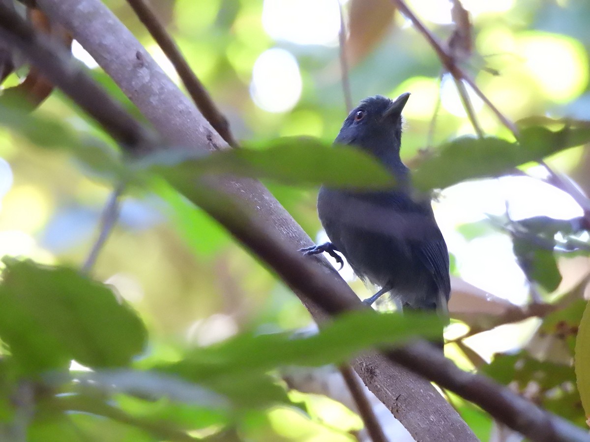 Plain-winged Antshrike - ML637193515