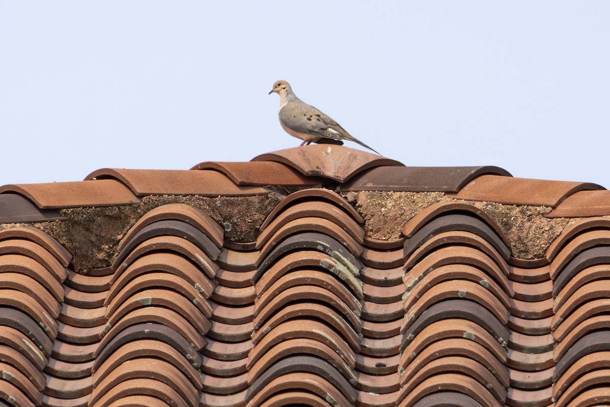 Mourning Dove - ML637193556