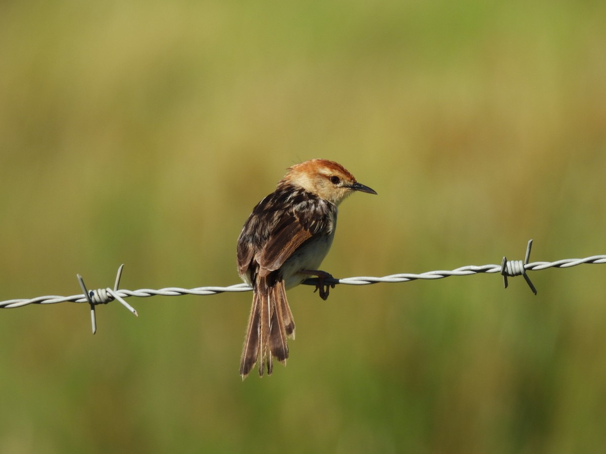 Levaillant's Cisticola - ML637193590