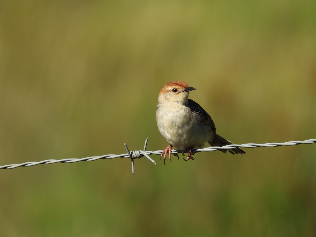 Levaillant's Cisticola - ML637193599