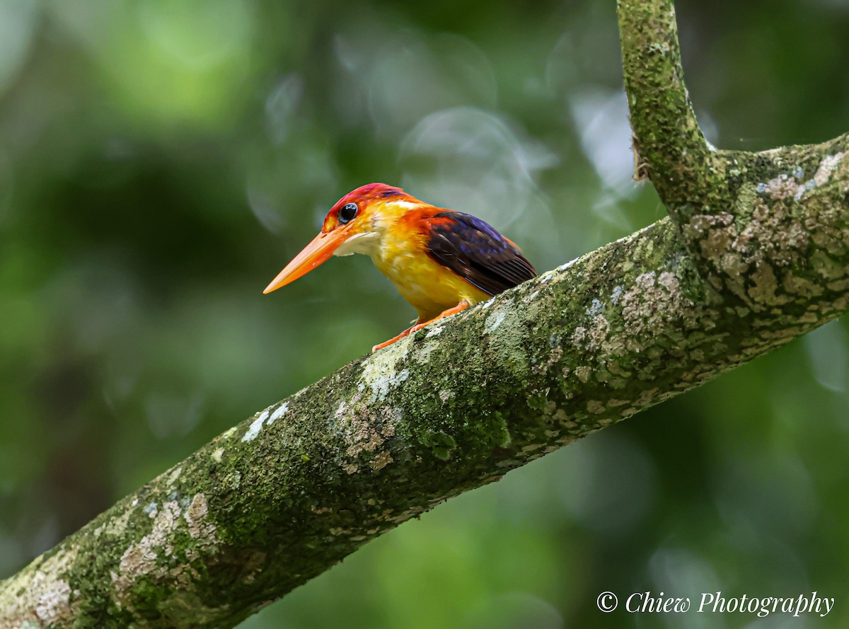 Rufous-backed Dwarf-Kingfisher - ML637193602