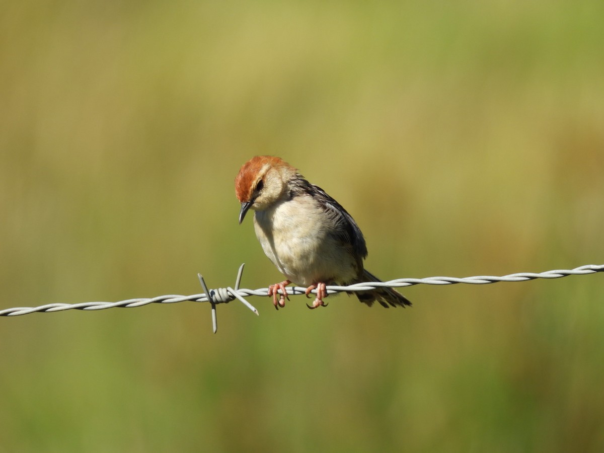 Levaillant's Cisticola - ML637193609