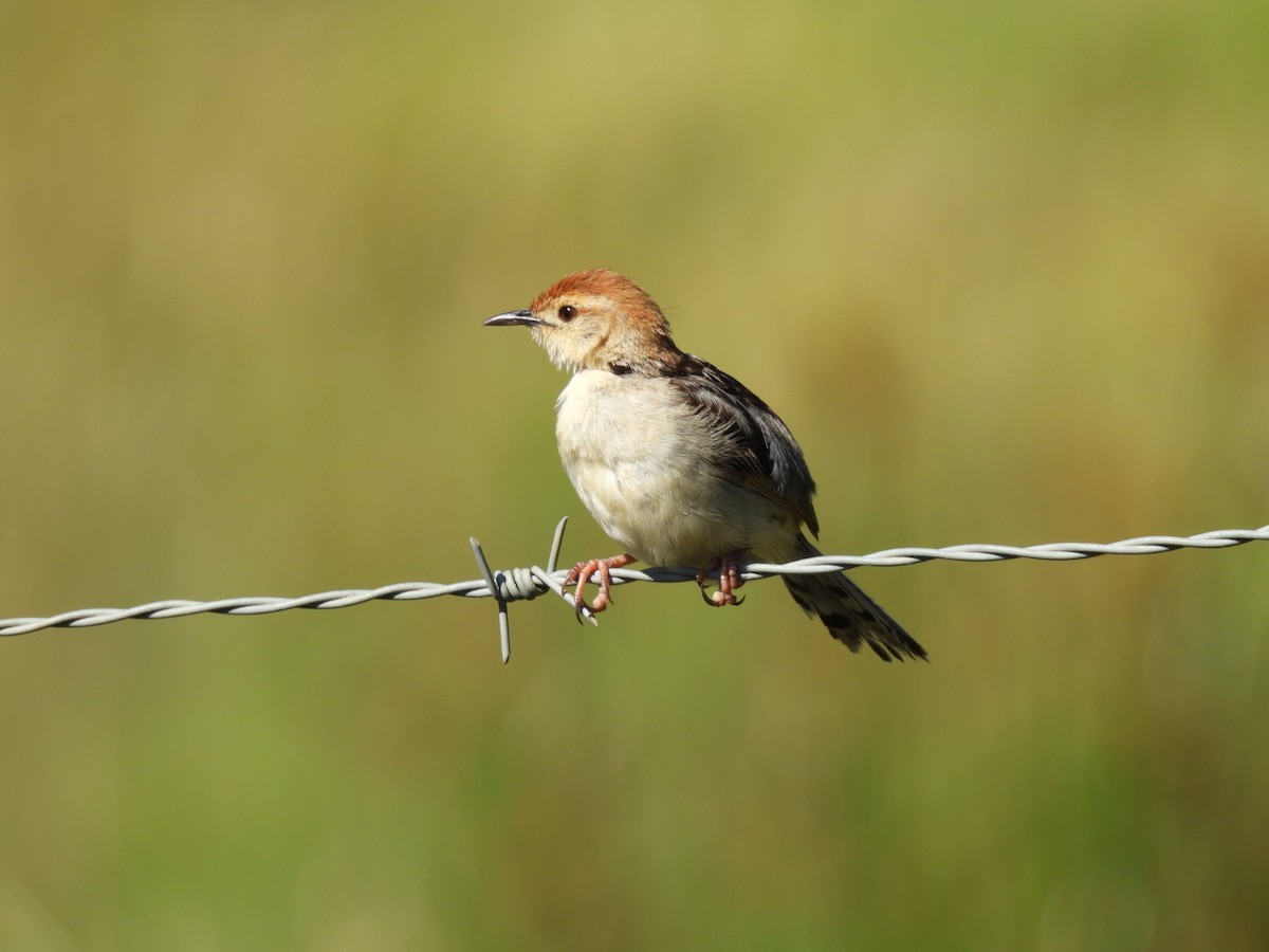 Levaillant's Cisticola - ML637193617