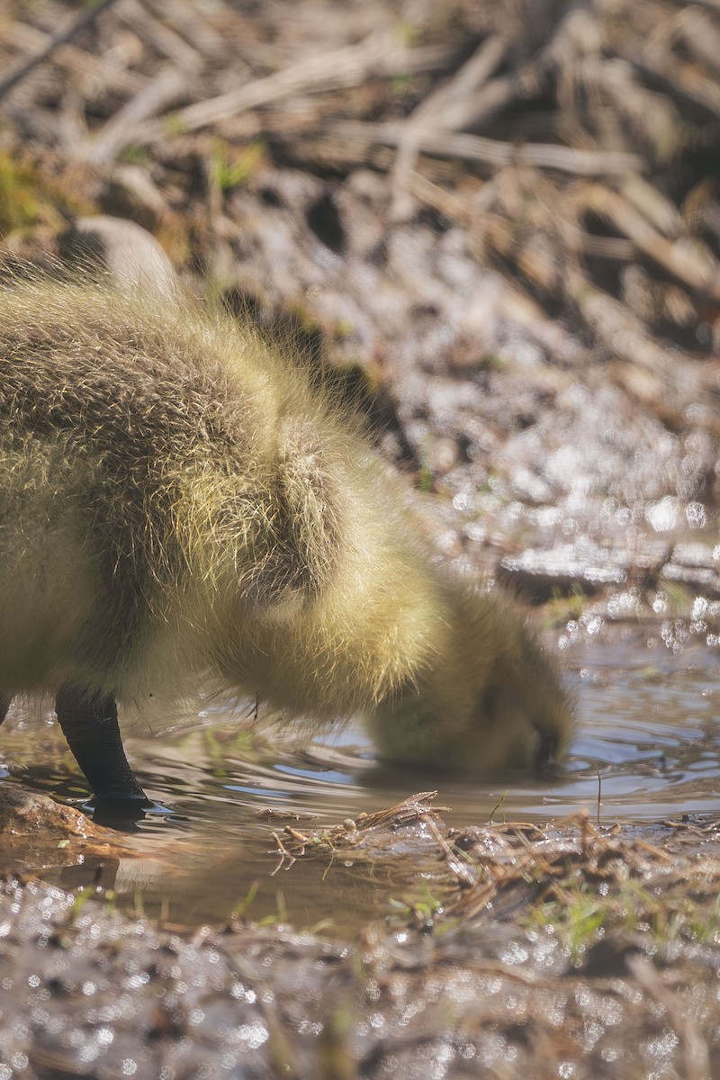 Canada Goose - ML637193657