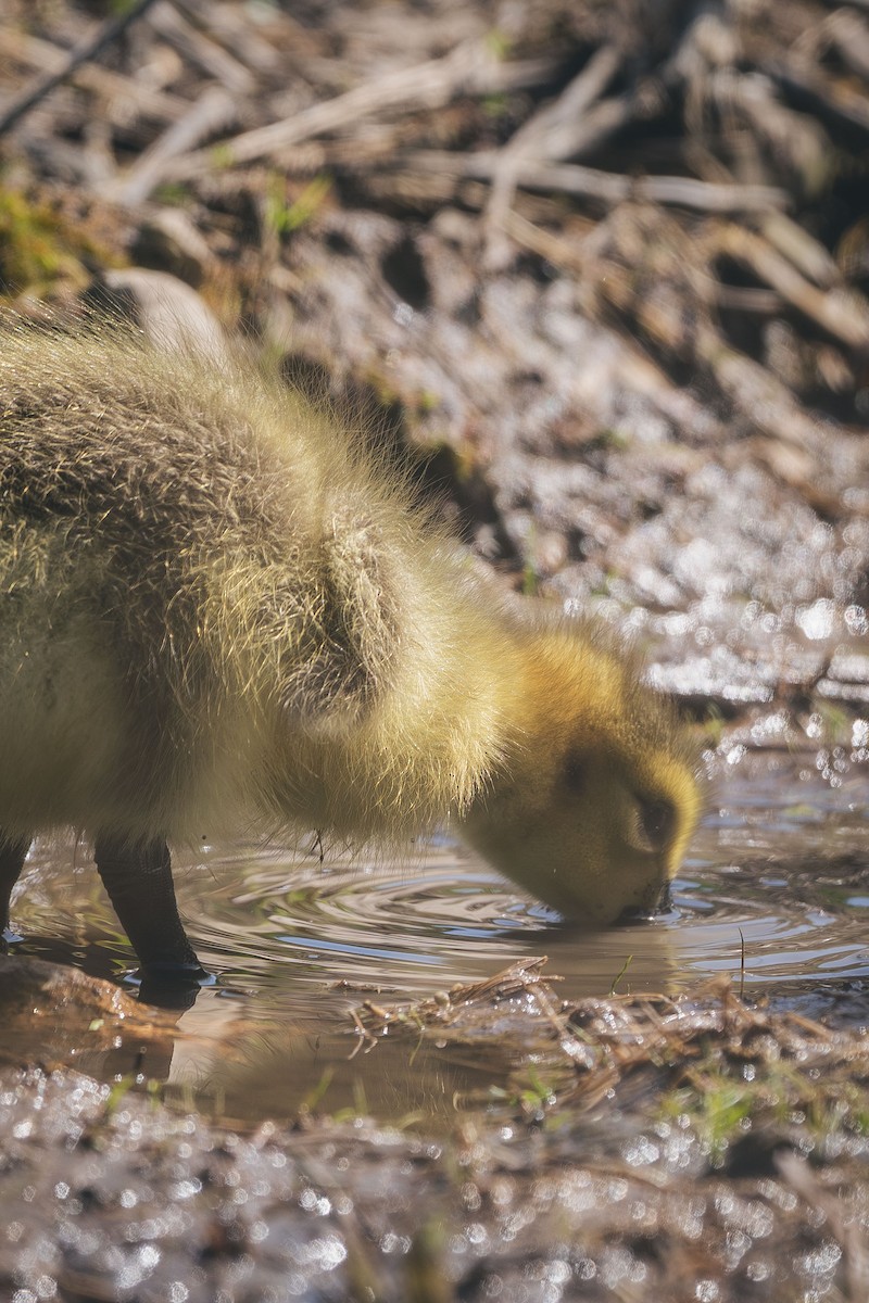Canada Goose - ML637193658