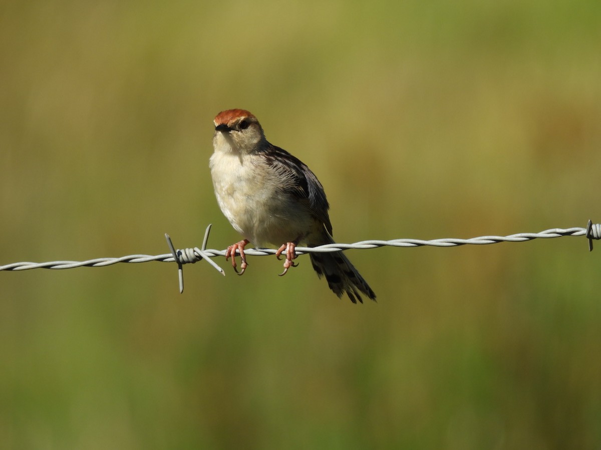 Levaillant's Cisticola - ML637193677
