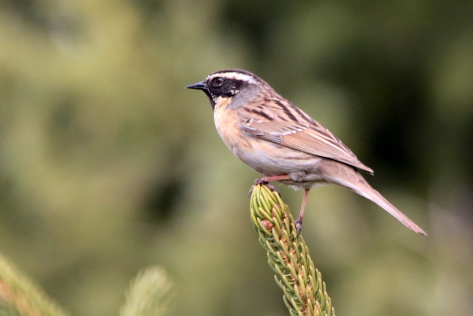 Black-throated Accentor - ML637193693