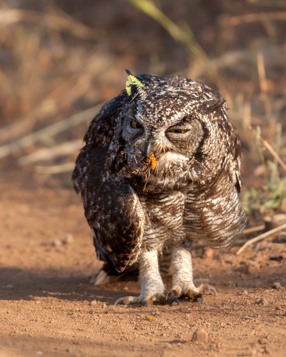 Spotted Eagle-Owl - ML637193725