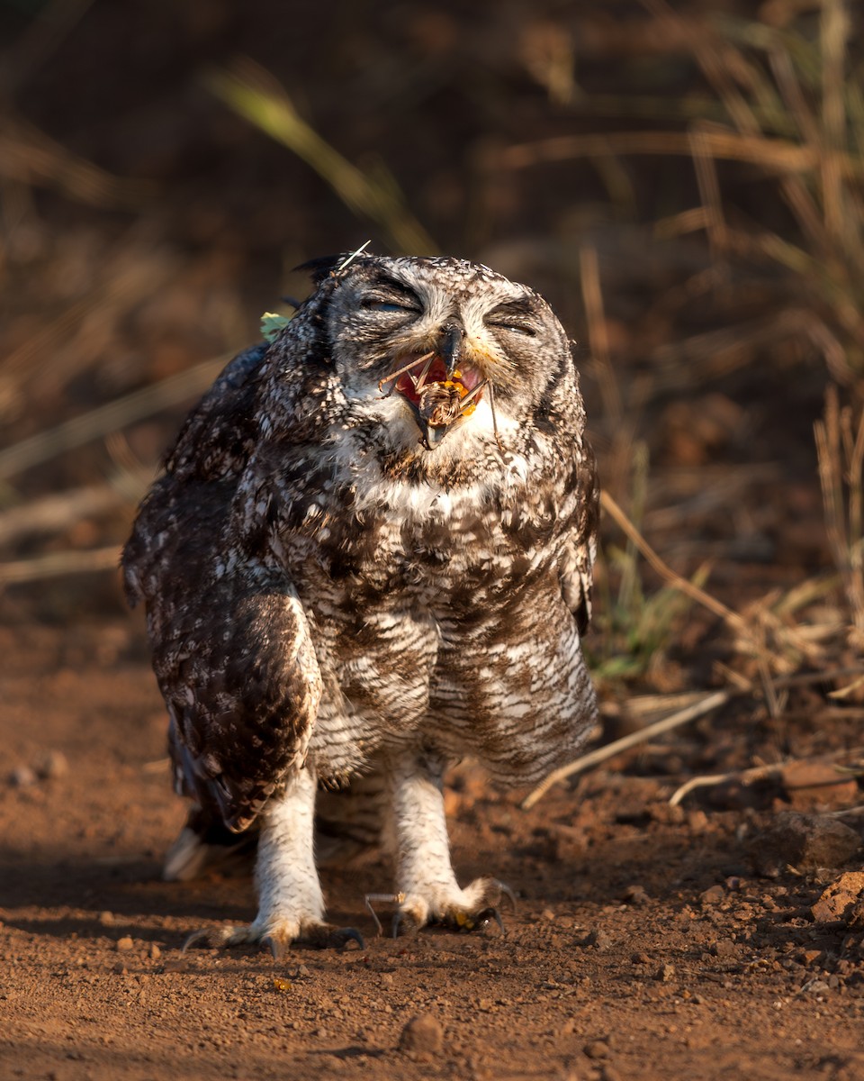 Spotted Eagle-Owl - ML637193726