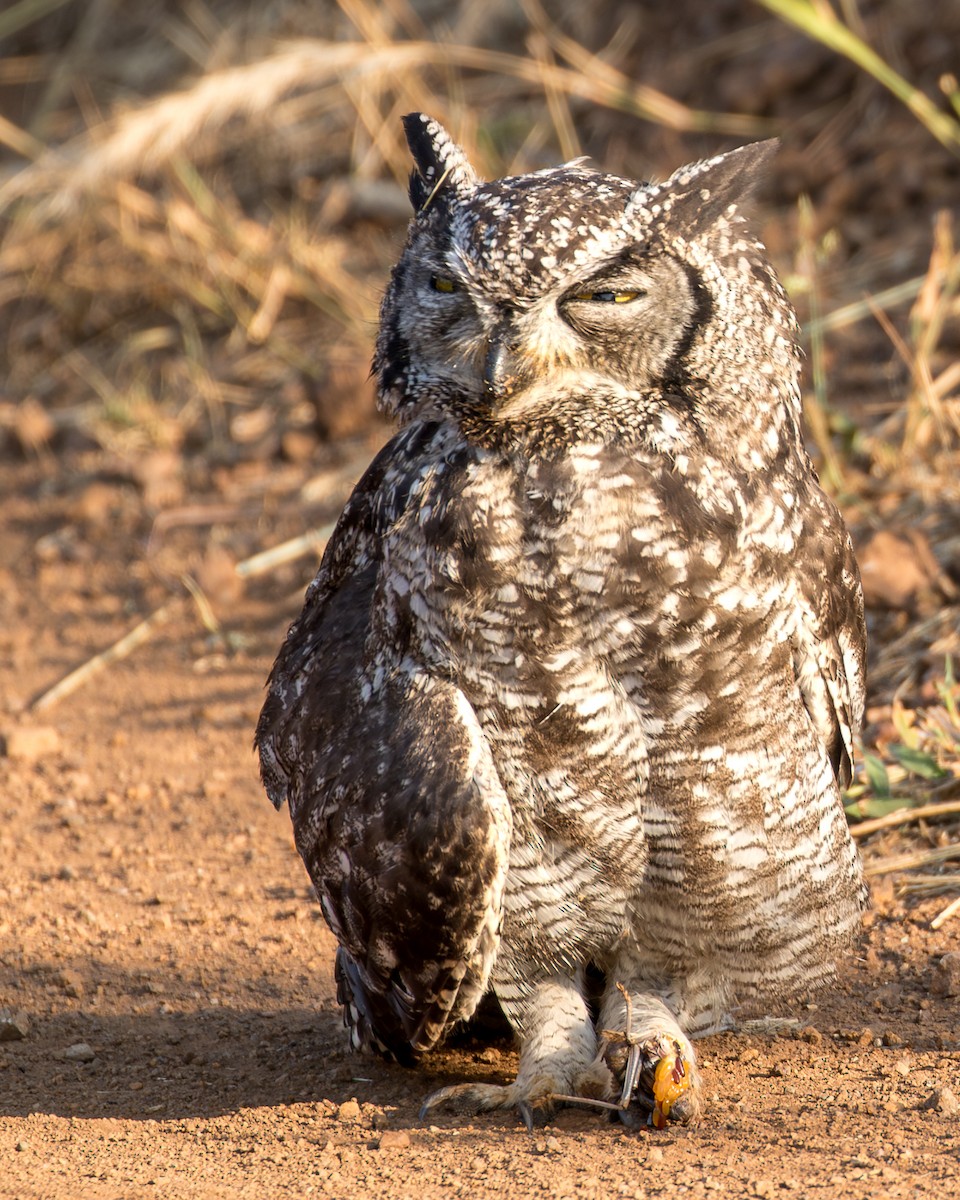 Spotted Eagle-Owl - ML637193727
