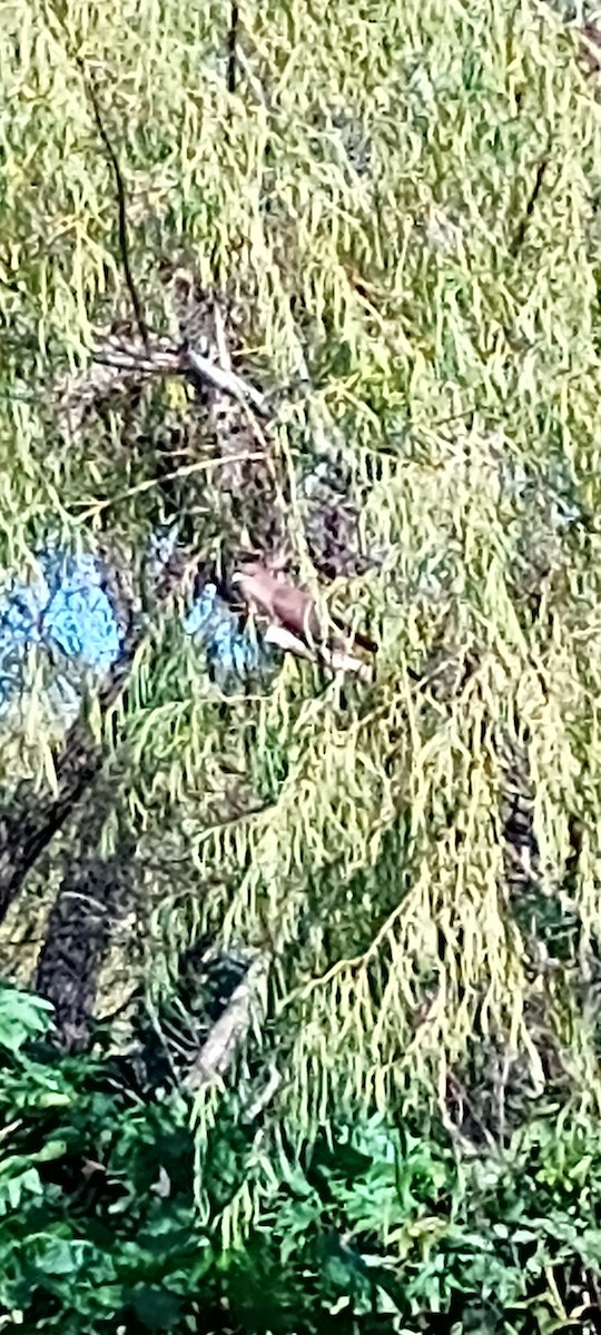 Squirrel Cuckoo - ML637193780