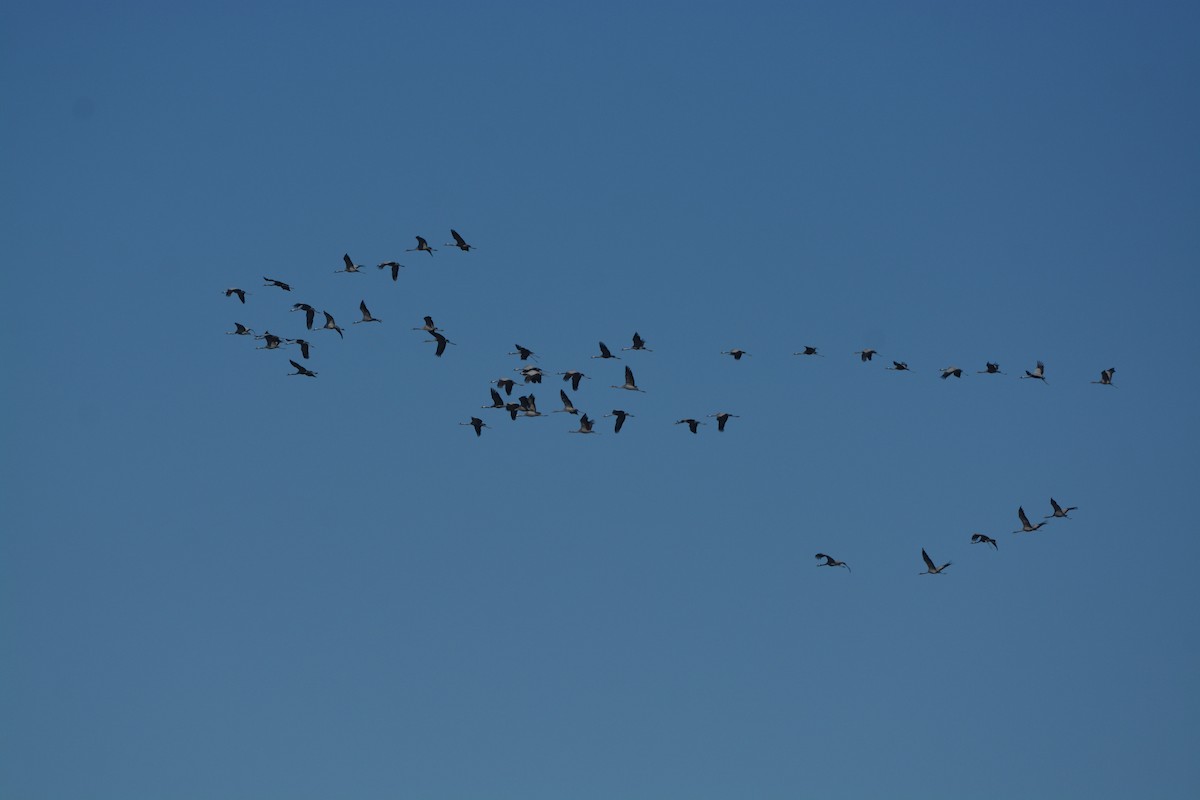 Хархираа тогоруу - ML637193795