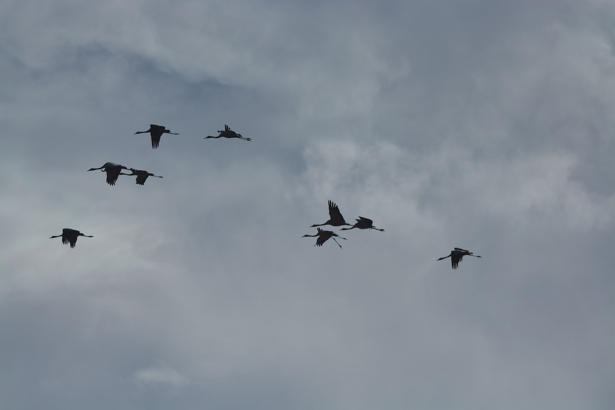 Хархираа тогоруу - ML637193796