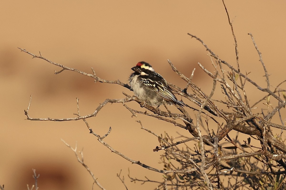 Pied Barbet - ML637193830