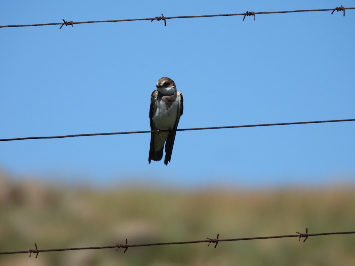 Banded Martin - ML637193880