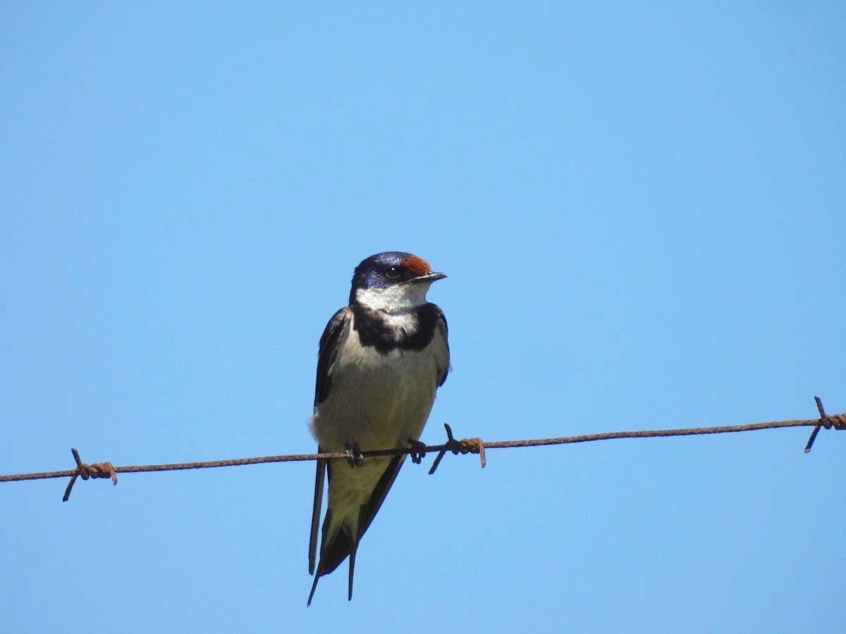 White-throated Swallow - ML637193897