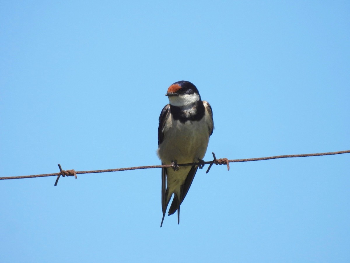 White-throated Swallow - ML637193909