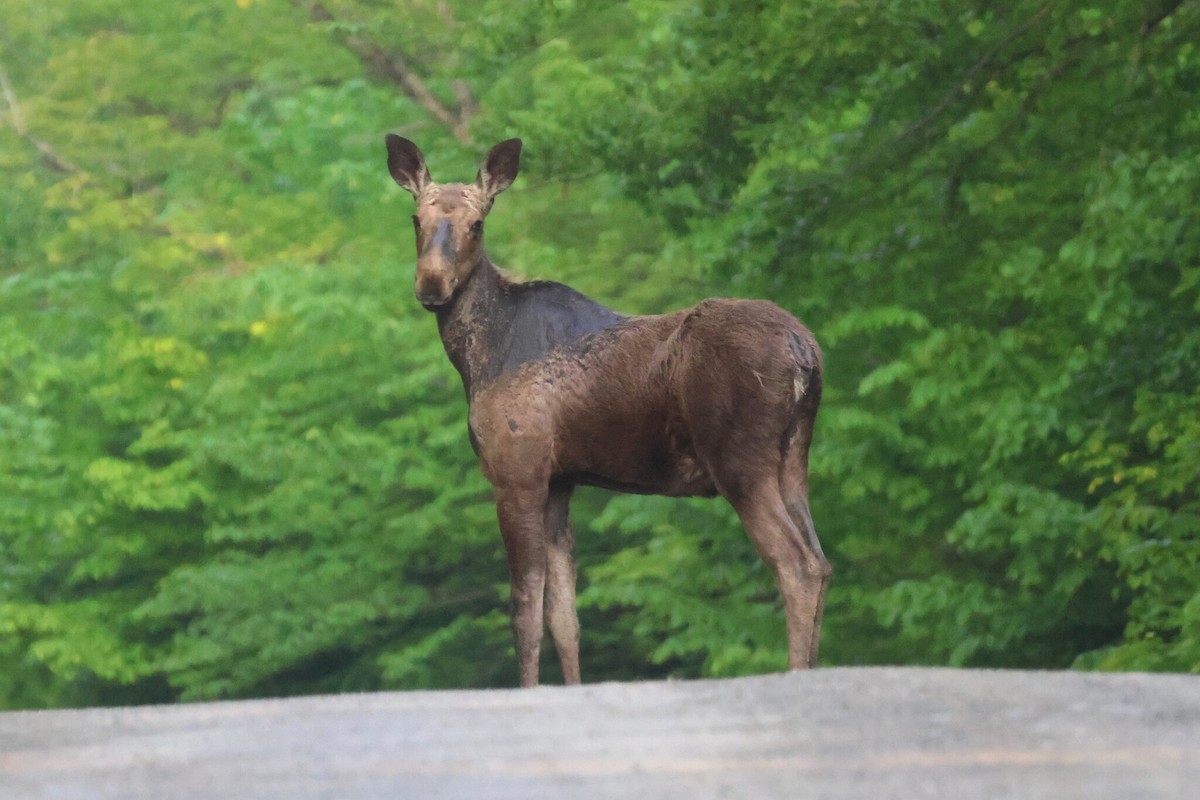 Moose - ML637193993