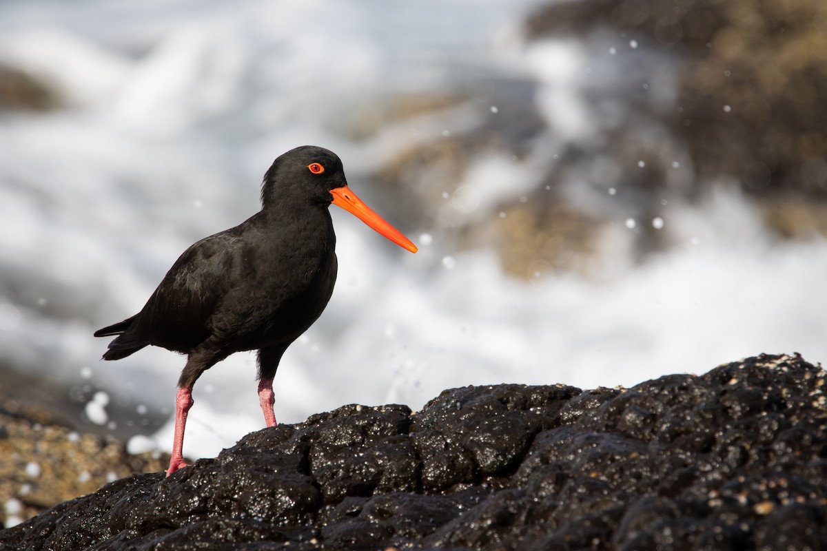 Sooty Oystercatcher - ML637194003