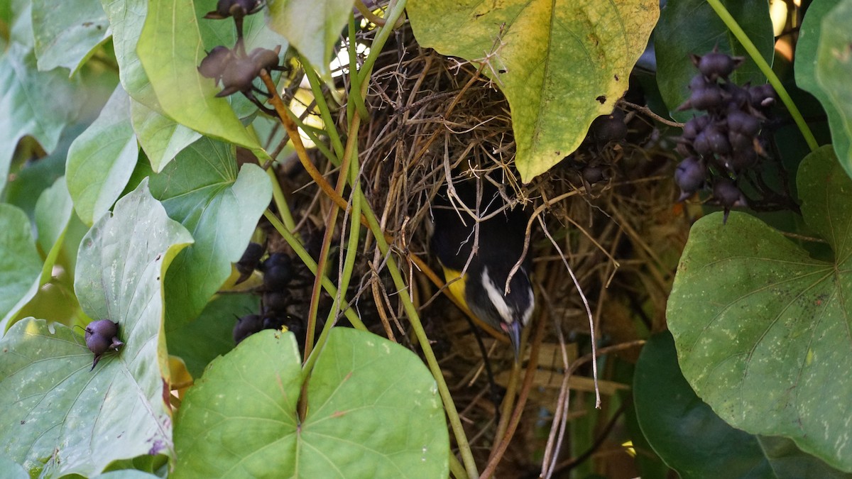 Bananaquit (Greater Antillean) - ML637194042
