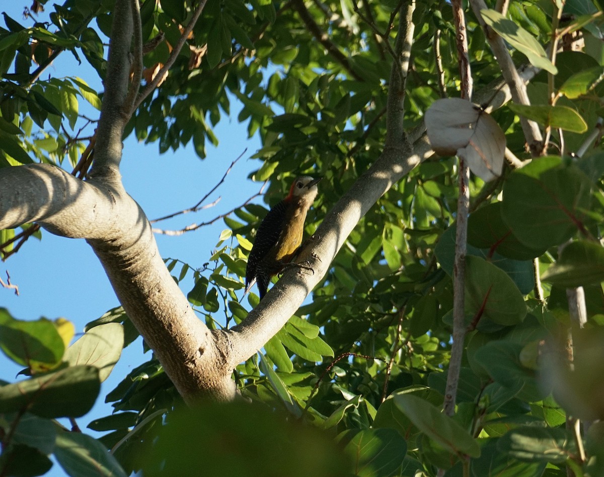 Jamaican Woodpecker - ML637194114