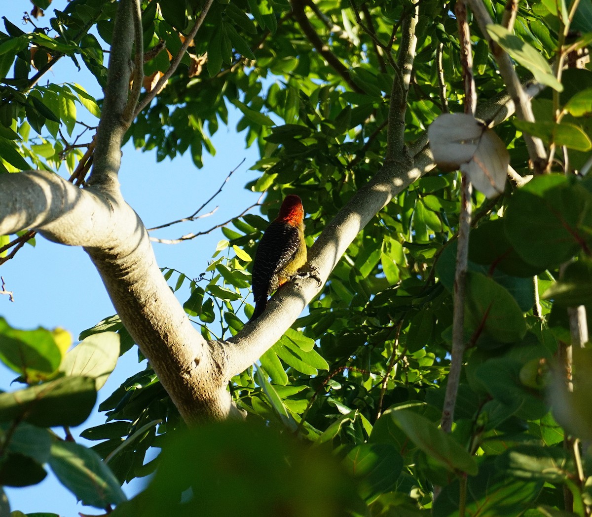 Jamaican Woodpecker - ML637194126