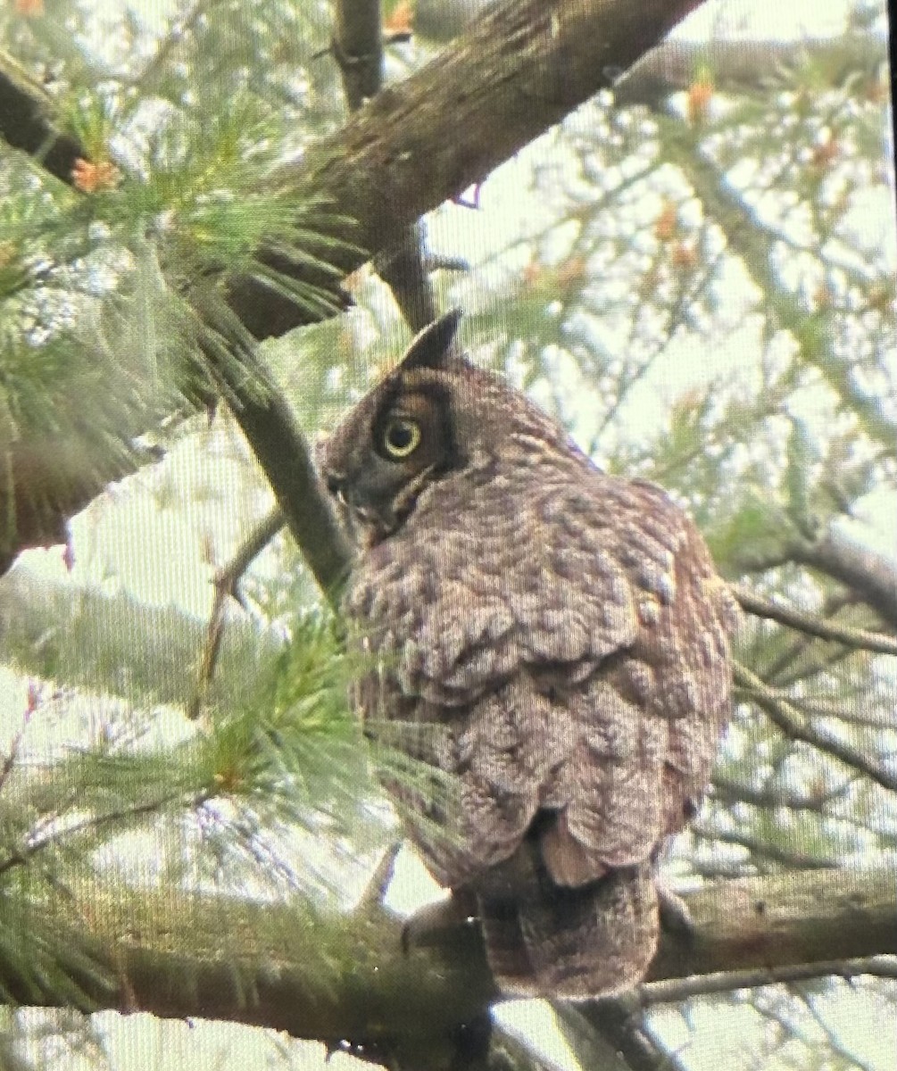 Great Horned Owl - ML637194138