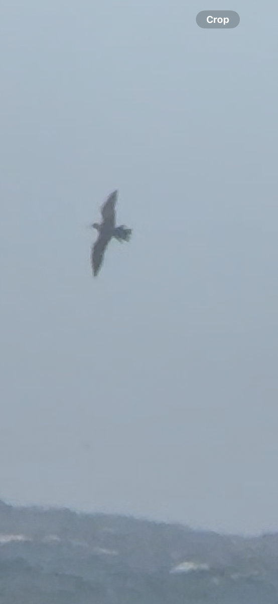 Brown Noddy - ML637194151