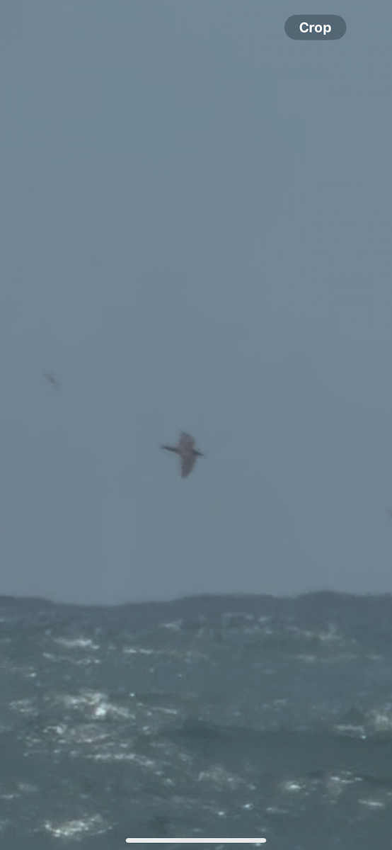 Brown Noddy - ML637194152