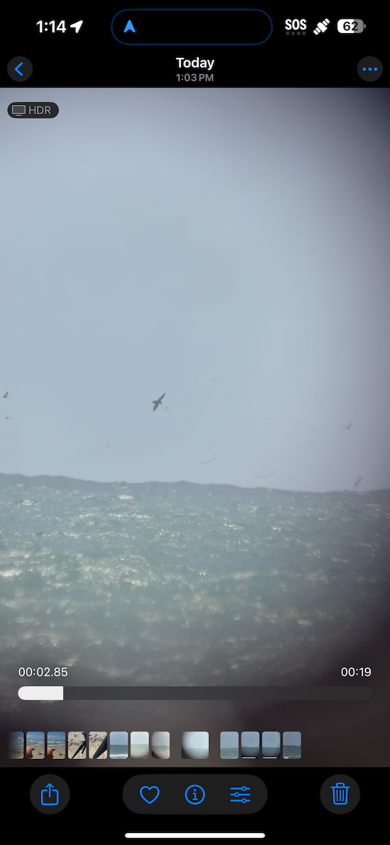 Brown Noddy - ML637194153