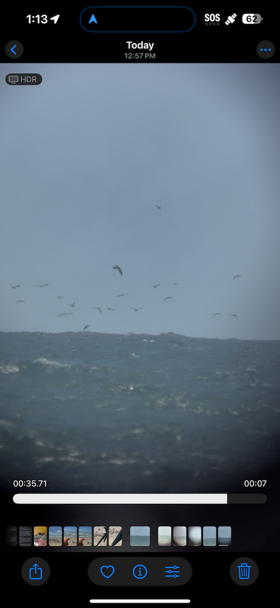 Brown Noddy - ML637194155