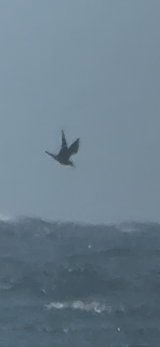 Brown Noddy - ML637194156