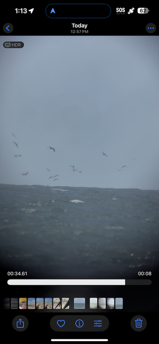 Brown Noddy - ML637194157