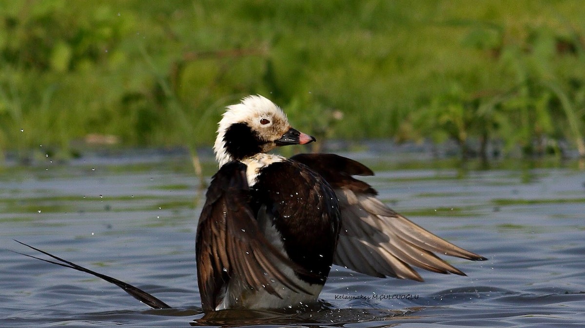 Long-tailed Duck - ML637194263