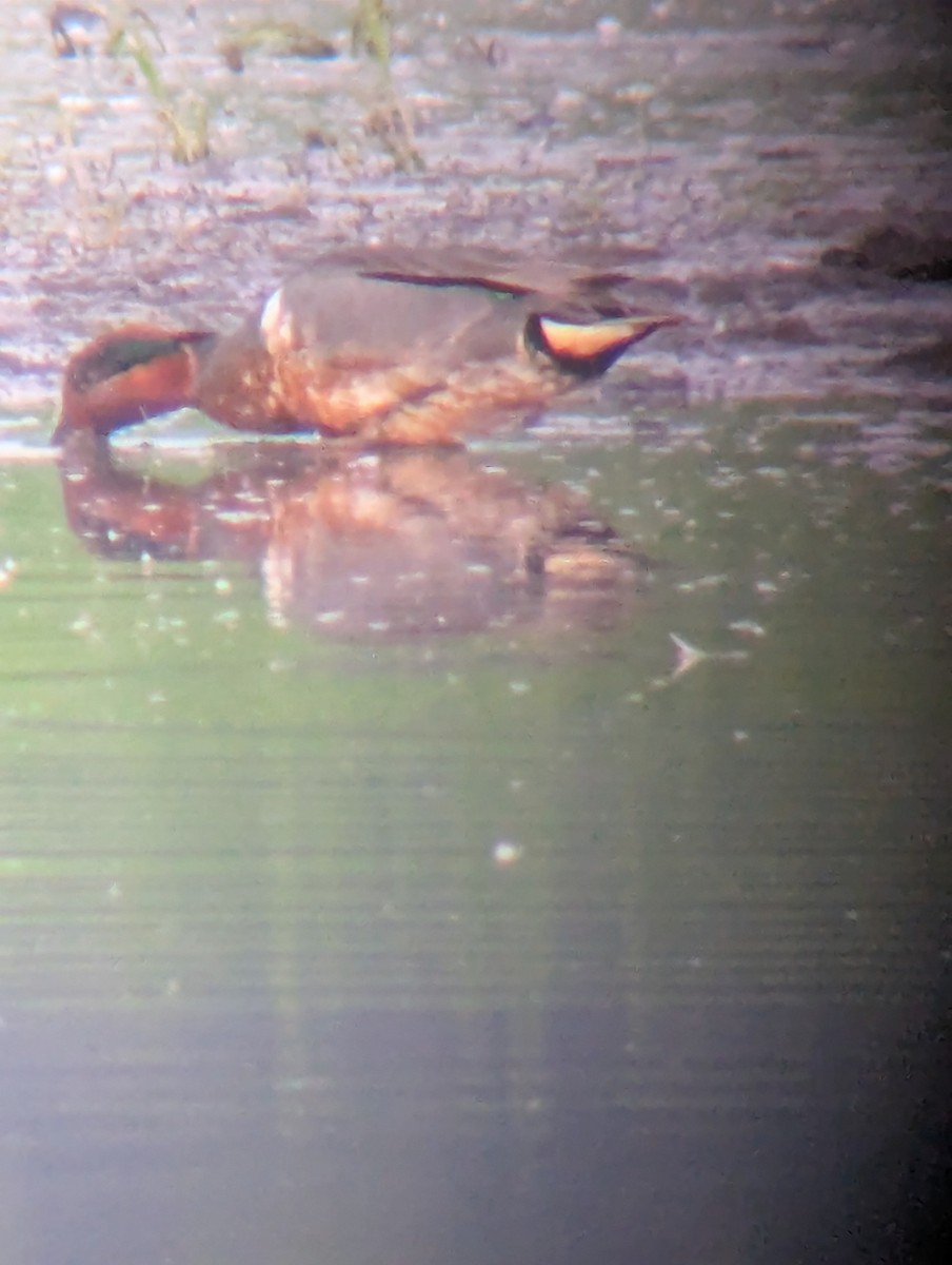 Green-winged Teal - ML637194392