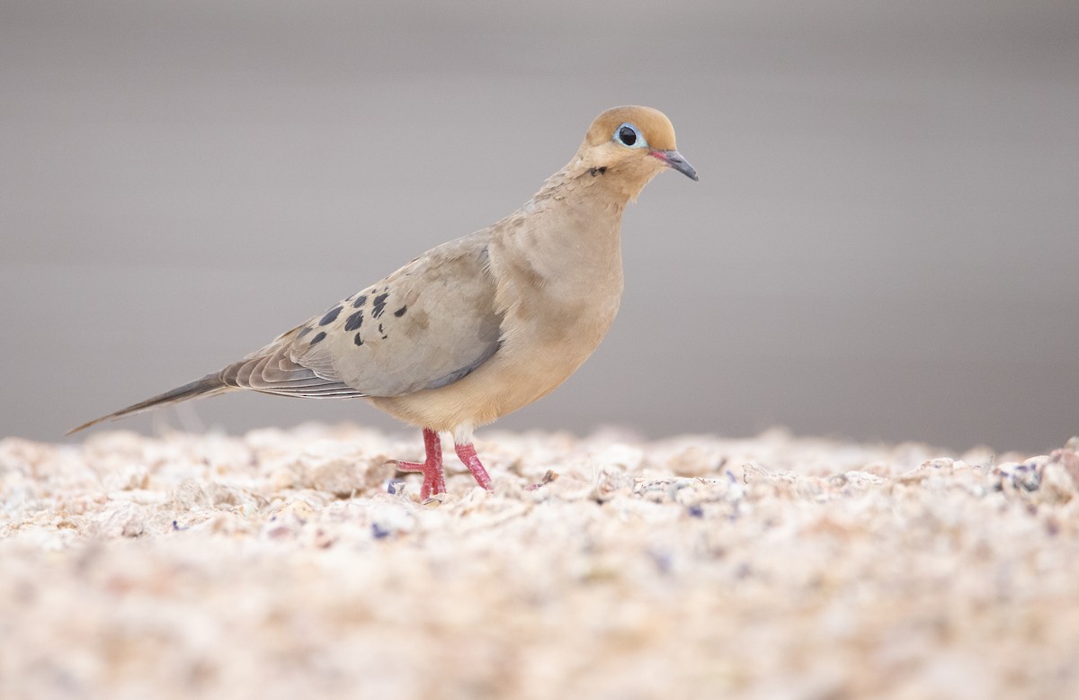 Mourning Dove - ML637194481