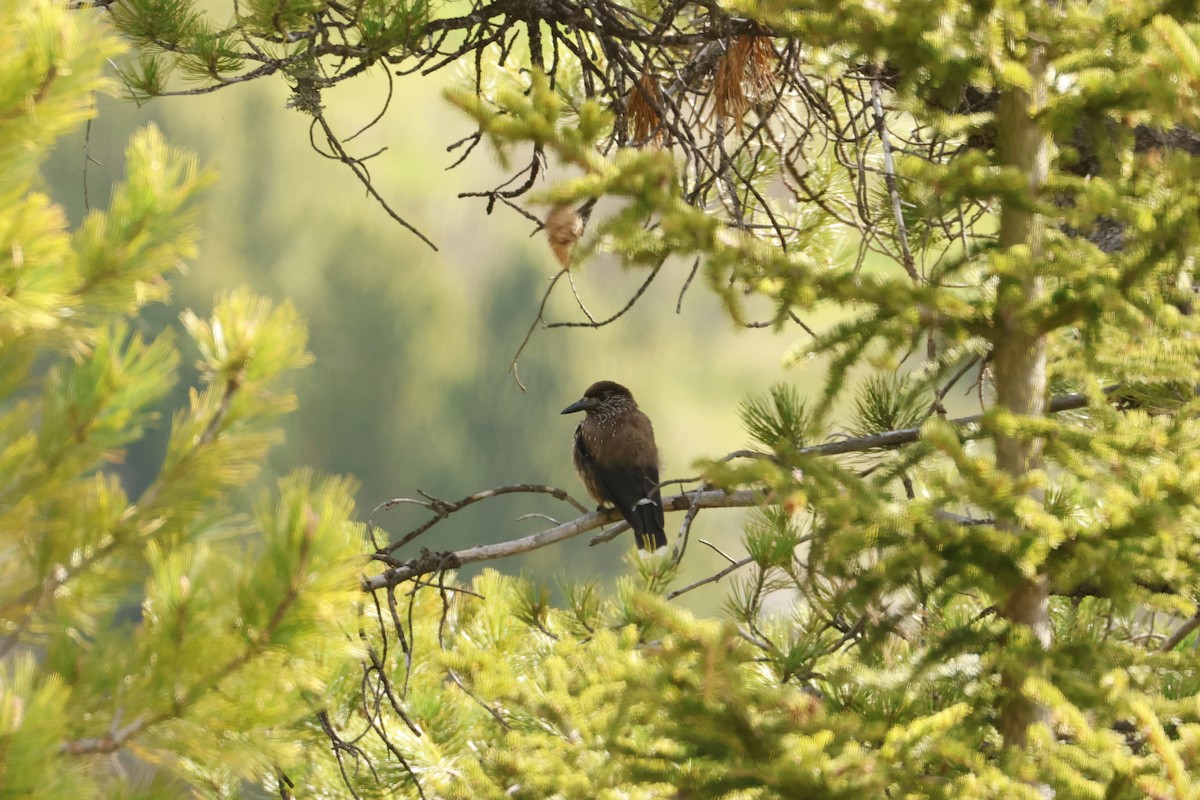 Northern Nutcracker - ML637194506