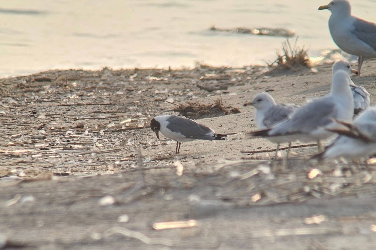 Franklin's Gull - ML637194592