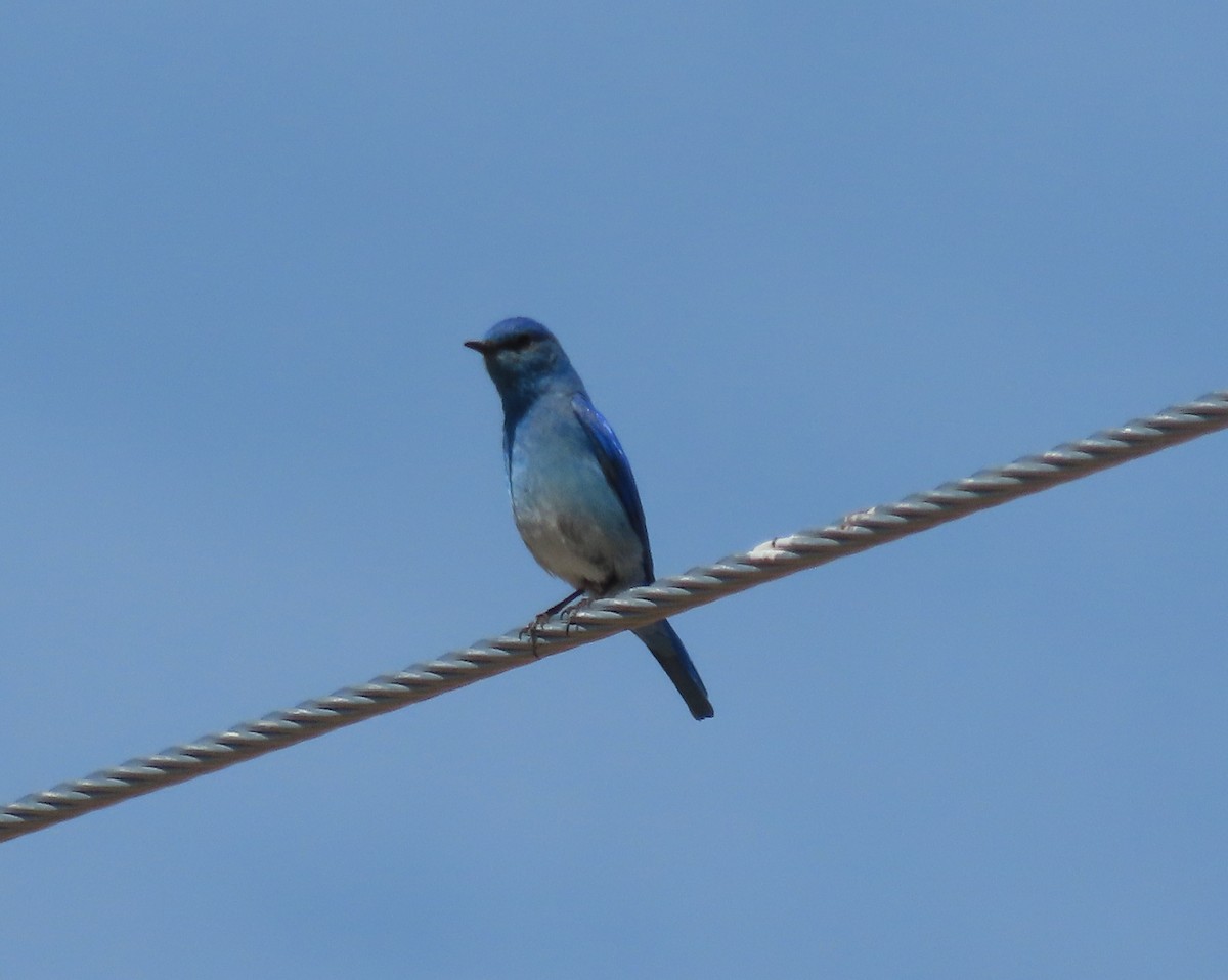 Mountain Bluebird - ML637194721