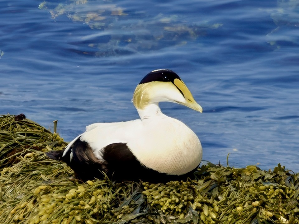 Common Eider - ML637194950